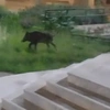 Αγριογούρουνα
