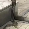 Φίδι στο κέντρο της Θεσσαλονίκης