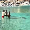 φώκια Σύμη 