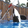 Free Willy ελευθερώστε τον Γουίλι