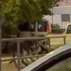 Σοκαριστικό βίντεο