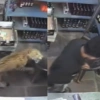 Η στιγμή της επίθεσης της λεοπάρδαλης