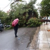 Πτώση δέντρου μετά από κακοκαιρία δραμα