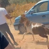 Διάσωση αλόγων
