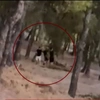 φωτια-ανηλικοι