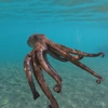 Χταπόδι στη θάλασσα