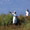 Ψεκασμοί για τα κουνούπια στην Αττική