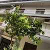 Το διαμέρισμα όπου εντοπίστηκε το νεκρό βρέφος στην Κυψέλη