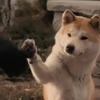 Hachiko: A Dog's Story
