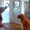 Το Golden Retriever περιμένει από τον διαρρήκτη να παίξουν