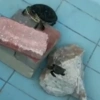 Μωρά χελονάκια σε διακοσμητική δεξαμενή