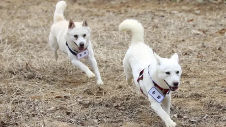 skylos - Kim Jong Uhn