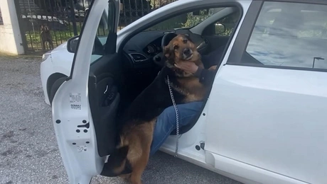 skylos-kidemonas-thessaloniki