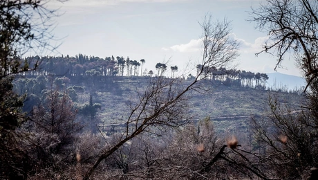 tatoi - proetoimasies gia konstantino