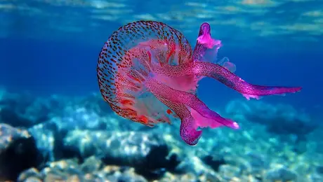 mov-medusa