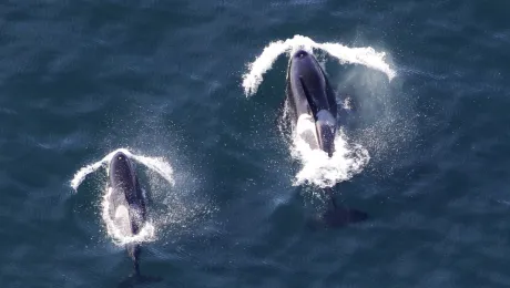 Επιθέσεις από φάλαινες-δολοφοόνους