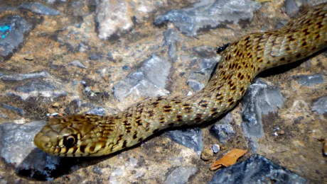 φίδια στην Ελλάδα