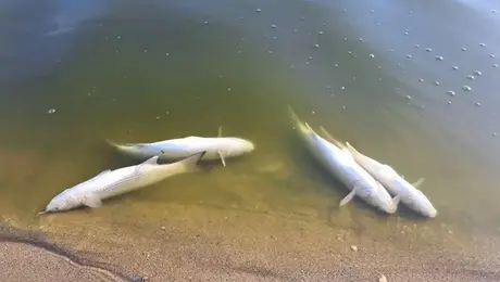 irakleio - nekra psaria