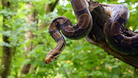 Φωτογραφία απέναντι σε ένα φίδι.