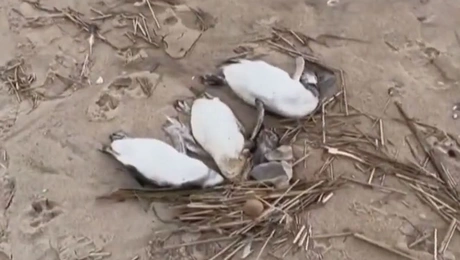 πικγκουίνοι