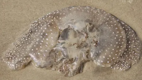 afstraliani-medousa-me-stigmata