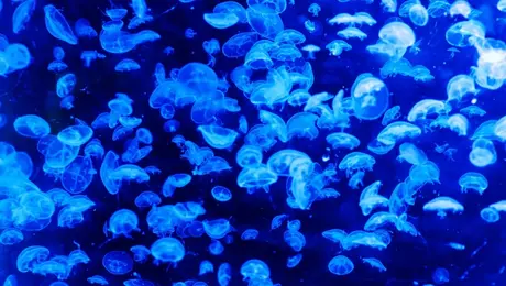 jellyfish-okeanos