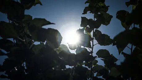 Καύσωνας στην Ελλάδα