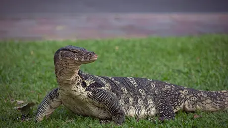 monitor-lizard