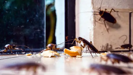 Oμάδα από κατσαρίδες σε σπίτι.