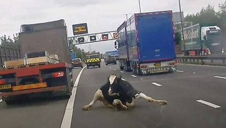 αγελαδα- αγγλια