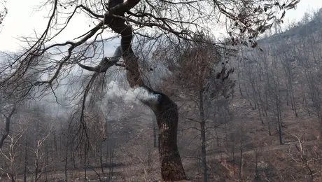 Πυρκαγιά στη Φυλή
