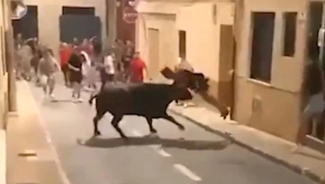 bull