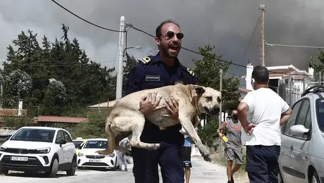 parnitha - fotia - skylos