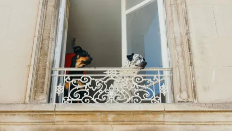 dogs_balcony