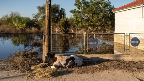 kakokairia - agelada
