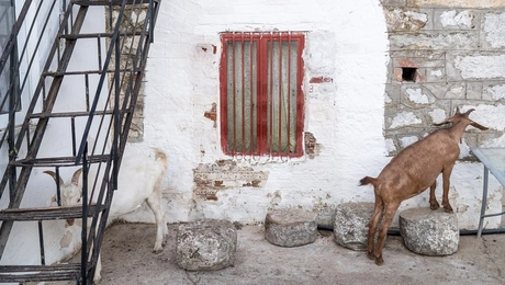 kakokairia-karditsa-zoa