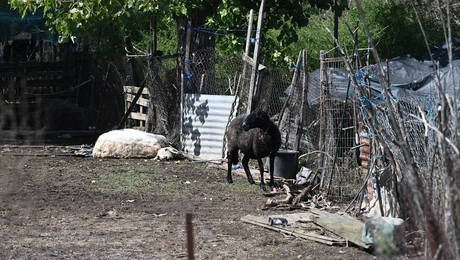 ktinotrofoi-thessalia-katastrofi