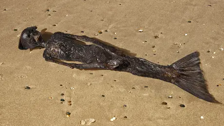 γοργόνα - Φίτζι