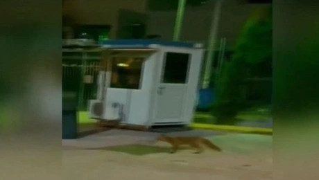 Αλεπού στο Ραδιομέγαρο της ΕΡΤ