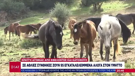 Άλογα στον Υμηττό