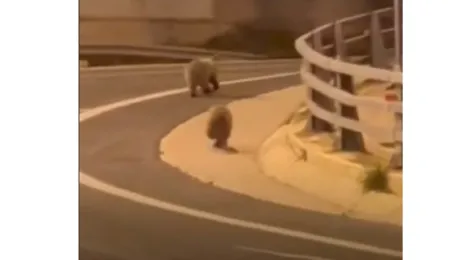 Τα αρκουδάκια διασχίζουν τον δρόμο