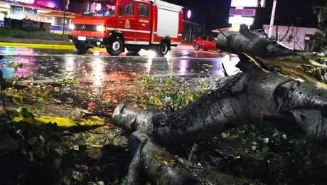 Πτώση δέντρου λόγω κακοκαιρίας