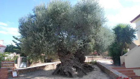 Ελιά των Βουβών