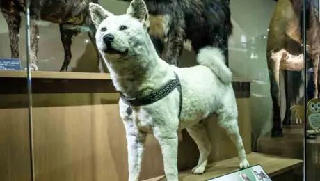 hachiko