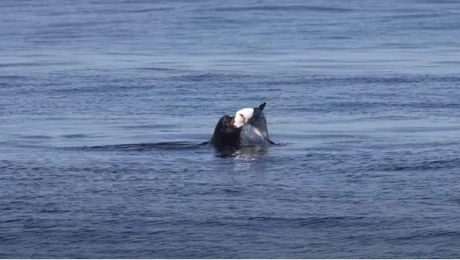 Θαλάσσιος λέοντας επιτίθεται σε καρχαρία