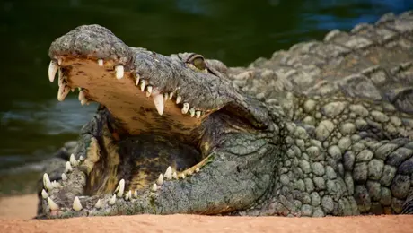 Κροκόδειλος