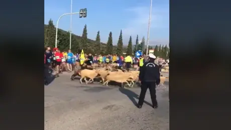 Πρόβατα στον Μαραθώνιο