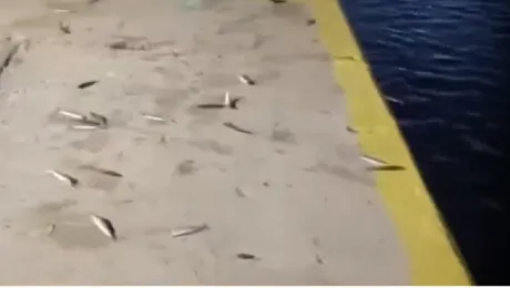 Ψάρια πηδούν στη στεριά