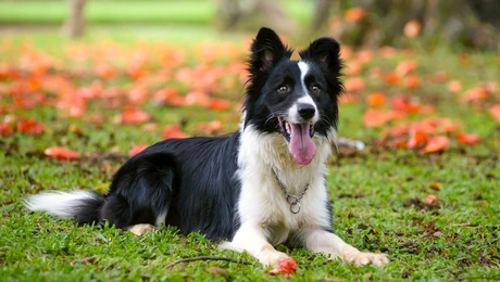 Border collie