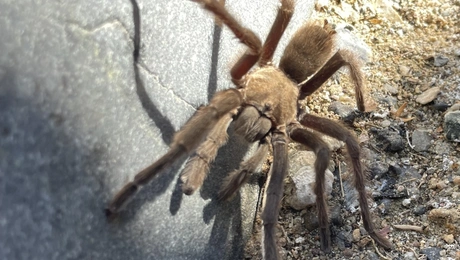 Η ταραντούλα που προκάλεσε τροχαίο ατύχημα